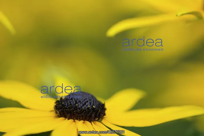 : Coneflower, Black-eyed Susan, Rudbeckia cultivar : Coneflower, Black-eyed Susan, Rudbeckia cultivar