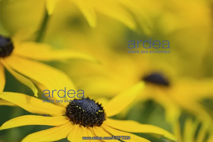 : Coneflower, Black-eyed Susan, Rudbeckia cultivar