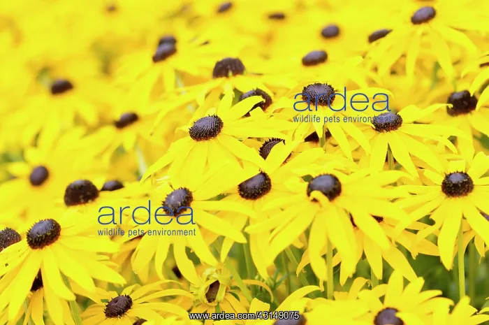 : Coneflower, Black-eyed Susan, Rudbeckia, Rudbeckia : Coneflower, Black-eyed Susan, Rudbeckia, Rudbeckia