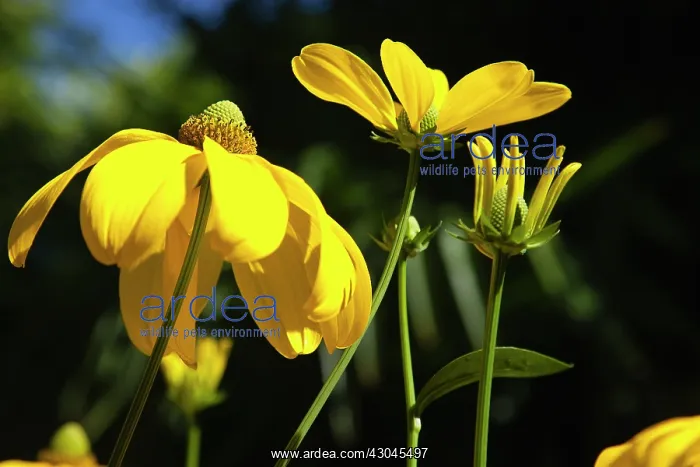 : Coneflower, Cutleaf coneflower : Coneflower, Cutleaf coneflower