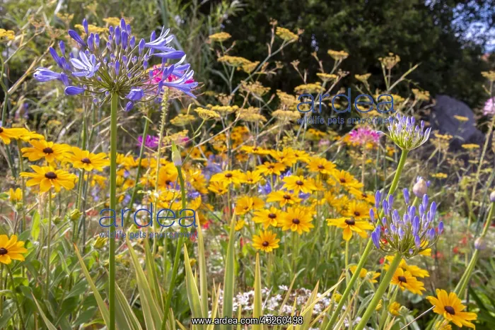 : Coneflower (Rudbeckia sp) in bloom and Agapanthes : Coneflower (Rudbeckia sp) in bloom and Agapanthes