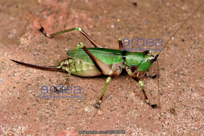 : Conehead grasshopper (Aethiomerus adelphus) female : Conehead grasshopper (Aethiomerus adelphus) female