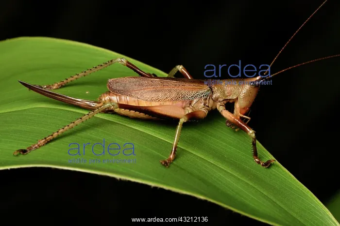 : Conehead Katydid (Conocephalinae sp), Conical-headed : Conehead Katydid (Conocephalinae sp), Conical-headed