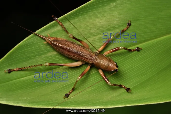 : Conehead Katydid (Conocephalinae sp), Conical-headed : Conehead Katydid (Conocephalinae sp), Conical-headed