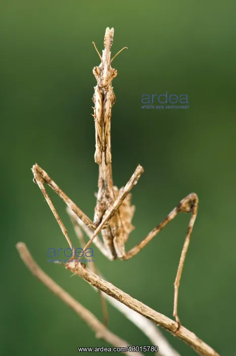 : Conehead Mantis : Conehead Mantis