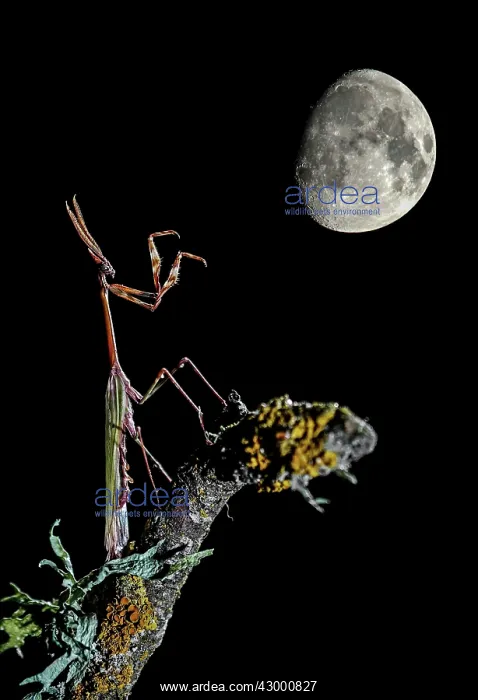 : Conehead Mantis - adult perched on a branch - with moon : Conehead Mantis - adult perched on a branch - with moon