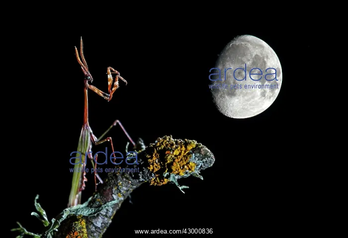  : Conehead Mantis - adult perched on a branch - with moon