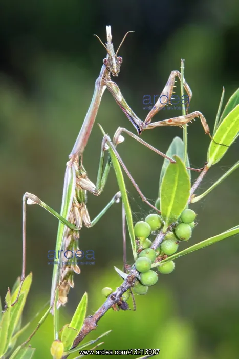  : Conehead Mantis (Empusa pennata) Female on a mastic