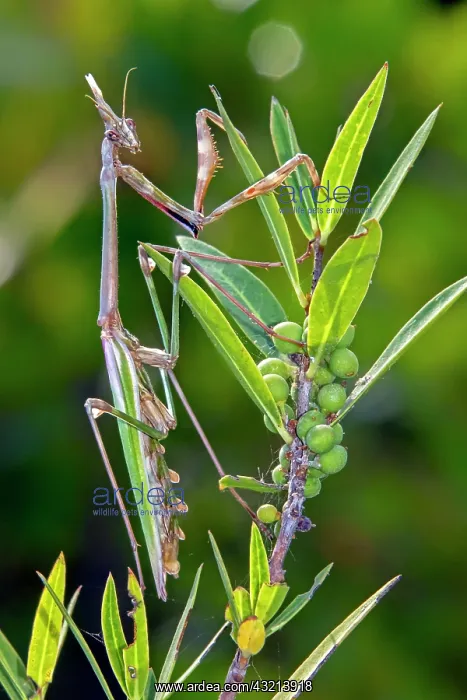 : Conehead Mantis (Empusa pennata) Female on a mastic : Conehead Mantis (Empusa pennata) Female on a mastic