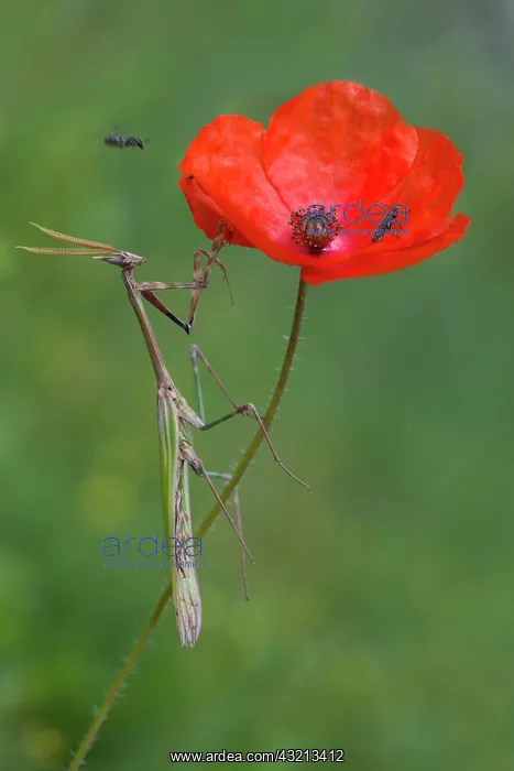  : Conehead Mantis (Empusa pennata) lying in wait on