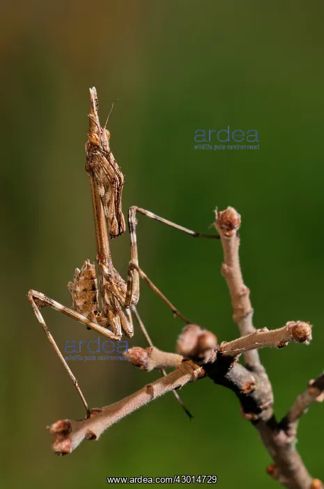 : Conehead Mantis nymph waiting for prey in perfect mimicry : Conehead Mantis nymph waiting for prey in perfect mimicry