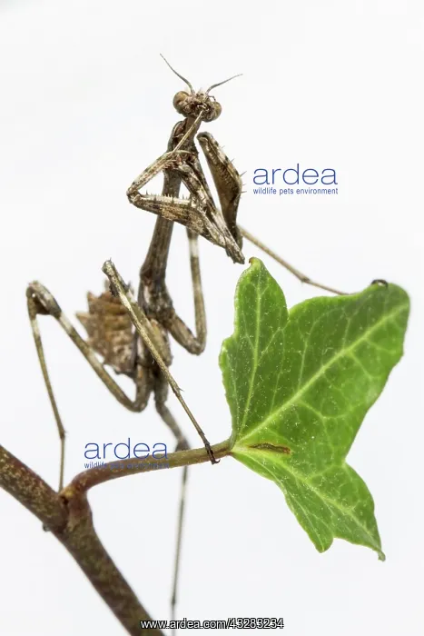: Conehead Mantis - nymph on white background : Conehead Mantis - nymph on white background