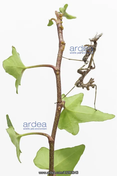 : Conehead Mantis - nymph on white background : Conehead Mantis - nymph on white background