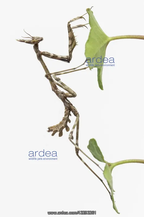 : Conehead Mantis - nymph on white background : Conehead Mantis - nymph on white background