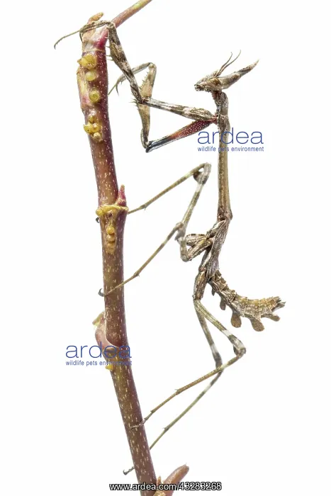 : Conehead Mantis - nymph on white background : Conehead Mantis - nymph on white background