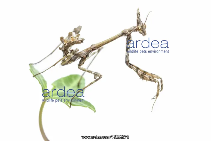 : Conehead Mantis - nymph on white background : Conehead Mantis - nymph on white background