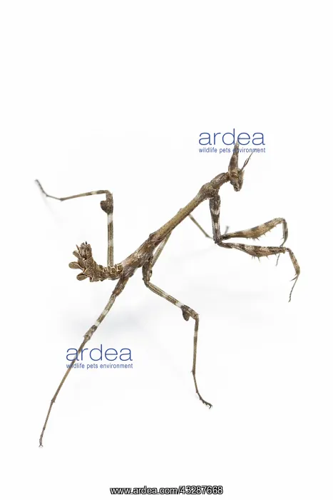 : Conehead Mantis - nymph on white background : Conehead Mantis - nymph on white background