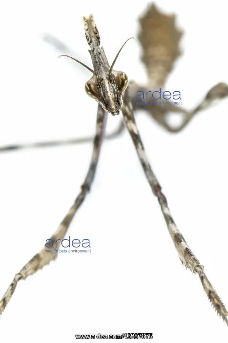 : Conehead Mantis - nymph on white background : Conehead Mantis - nymph on white background