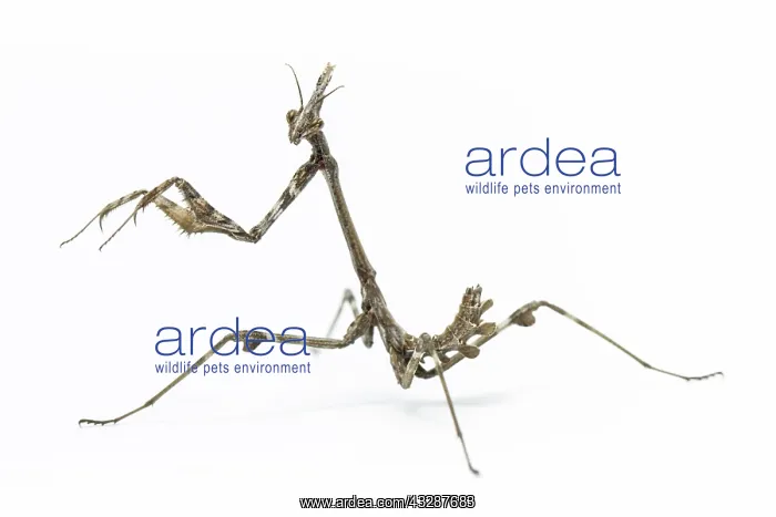 : Conehead Mantis - nymph on white background : Conehead Mantis - nymph on white background