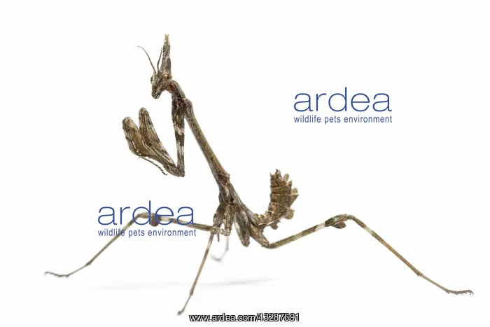 : Conehead Mantis - nymph on white background : Conehead Mantis - nymph on white background