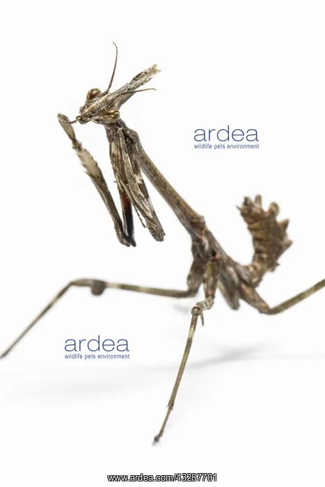 : Conehead Mantis - nymph on white background : Conehead Mantis - nymph on white background
