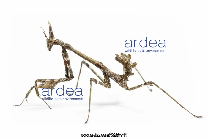 : Conehead Mantis - nymph on white background : Conehead Mantis - nymph on white background