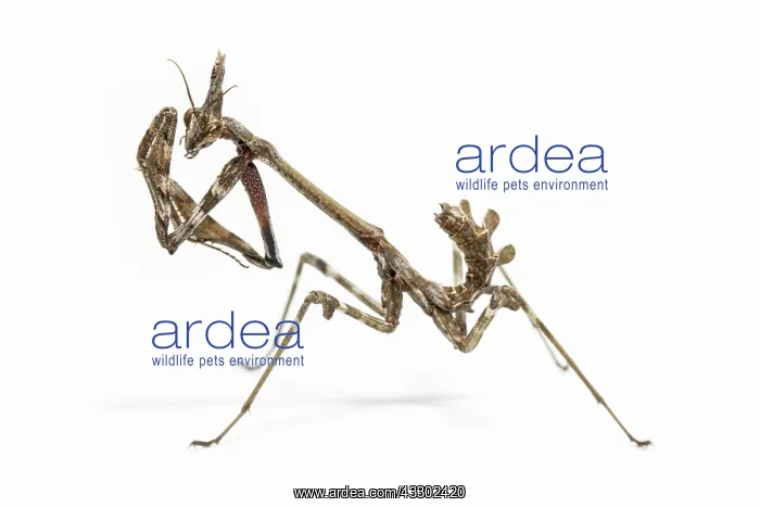 : Conehead Mantis - nymph on white background : Conehead Mantis - nymph on white background