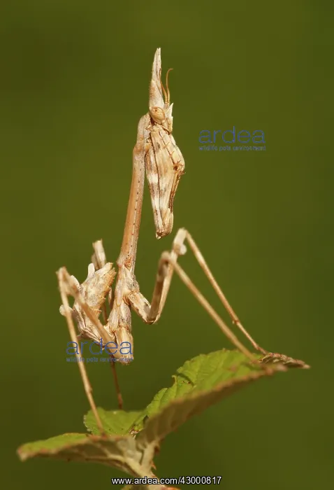 : Conehead Mantis - young specimen : Conehead Mantis - young specimen
