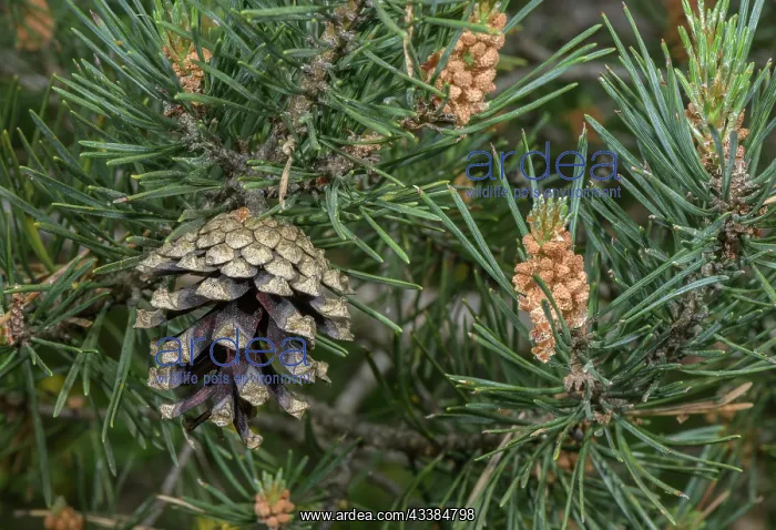  : Cones and flowers of Scots Pine, Pinus sylvestris in spring