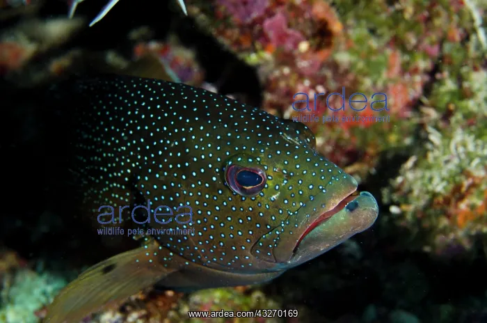 : Coney (Cephalopholis fulva), Bonaire, Netherlands : Coney (Cephalopholis fulva), Bonaire, Netherlands
