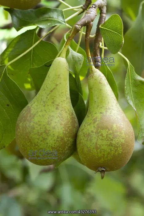 : Conf&, x9ca5;nce pear (Pyrus communis) : Conf&, x9ca5;nce pear (Pyrus communis)