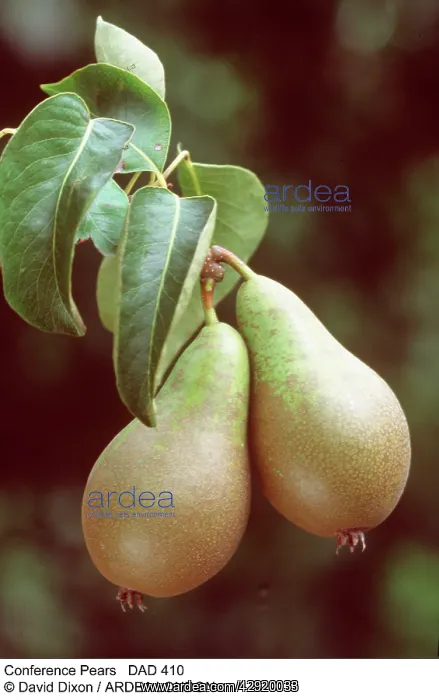  : Conference Pears