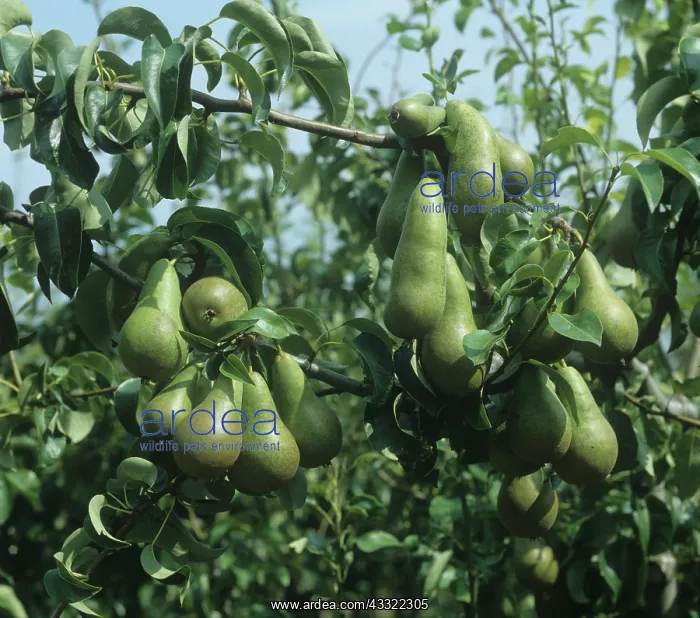 : Conference pears : Conference pears