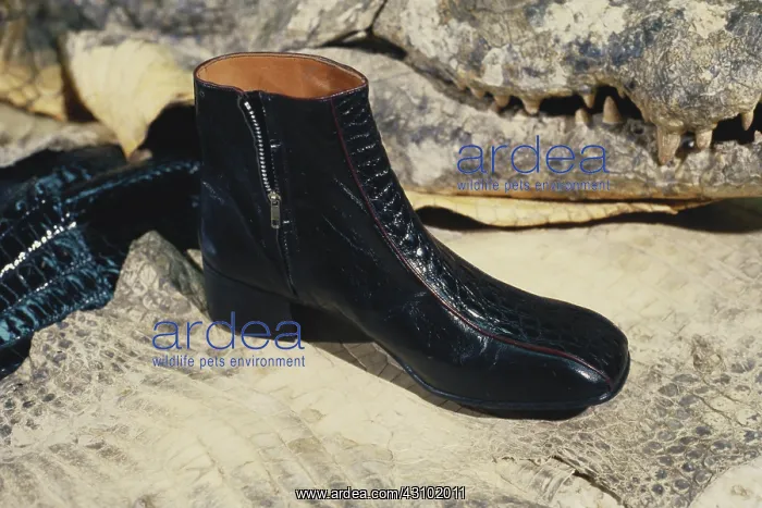 : Confiscated Alligator-skin Shoe : Confiscated Alligator-skin Shoe