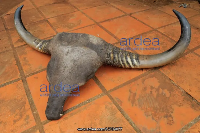 : Confiscated Banteng Skull : Confiscated Banteng Skull