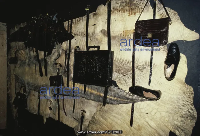  : Confiscated Crocodile Products