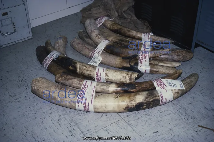 : Confiscated Elephant Tusks, NYC : Confiscated Elephant Tusks, NYC