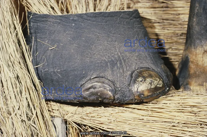 : Confiscated Elephant's Foot : Confiscated Elephant's Foot