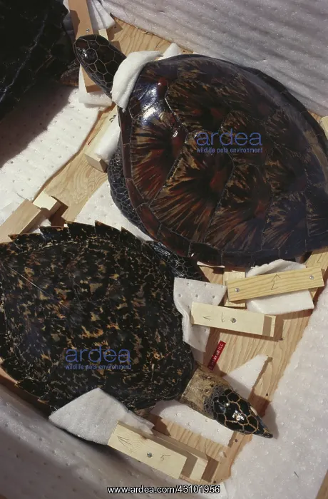 : Confiscated Green and Hawksbill Turtles (Taxidermy) : Confiscated Green and Hawksbill Turtles (Taxidermy)