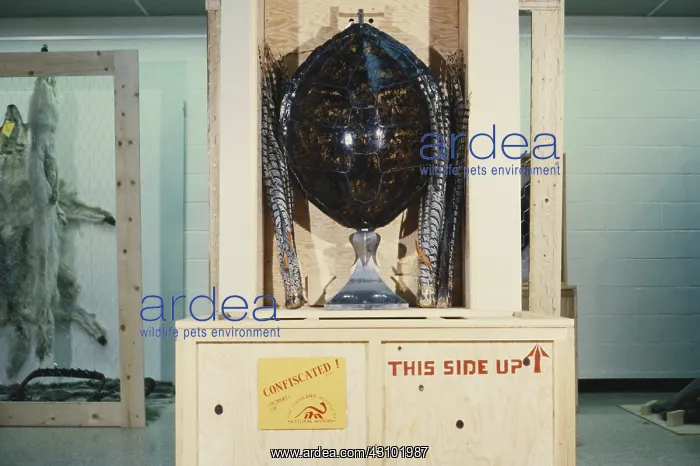 : Confiscated Hawksbill Turtle Shell : Confiscated Hawksbill Turtle Shell
