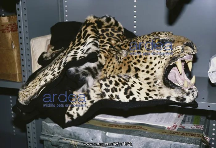: Confiscated Leopard Skin / Head Mount : Confiscated Leopard Skin / Head Mount