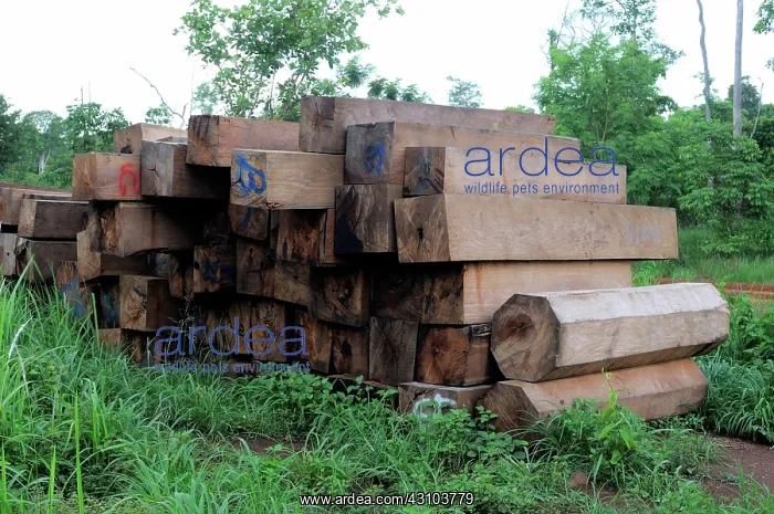 : Confiscated Rosewood : Confiscated Rosewood