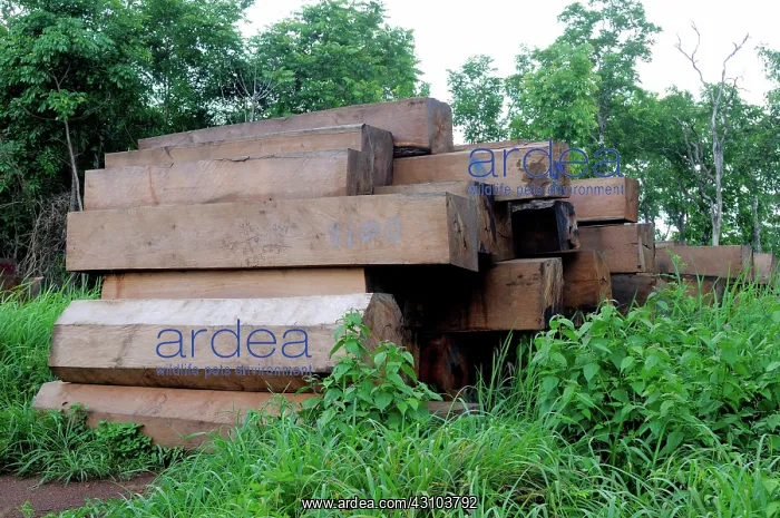 : Confiscated Tropical Hardwood : Confiscated Tropical Hardwood