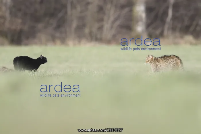 : Confrontation between a domestic Cat and a Wildcat : Confrontation between a domestic Cat and a Wildcat