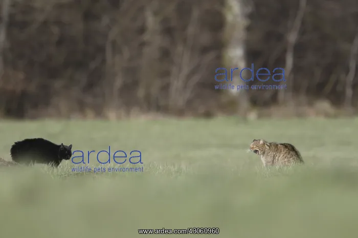 : Confrontation between a domestic Cat and a Wildcat : Confrontation between a domestic Cat and a Wildcat