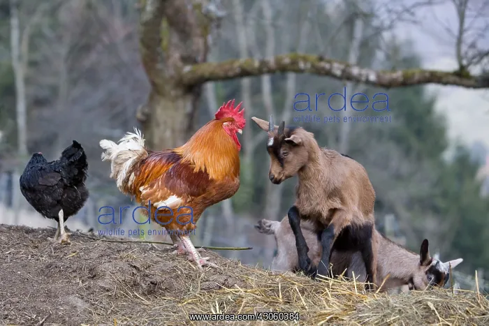 : Confrontation between a rooster and a goat Alsace France : Confrontation between a rooster and a goat Alsace France