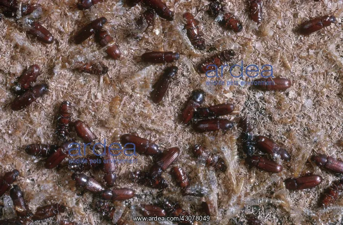: Confused Flour Beetles : Confused Flour Beetles