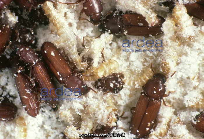 : Confused Flour Beetles : Confused Flour Beetles