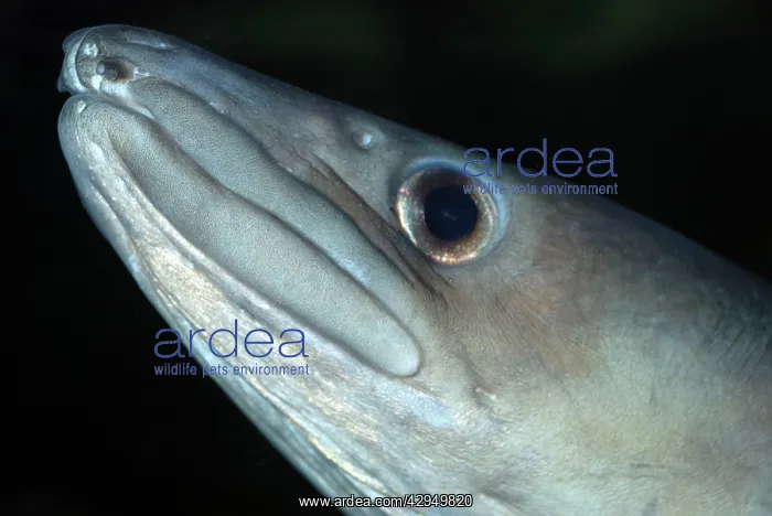 : Conger Eel : Conger Eel