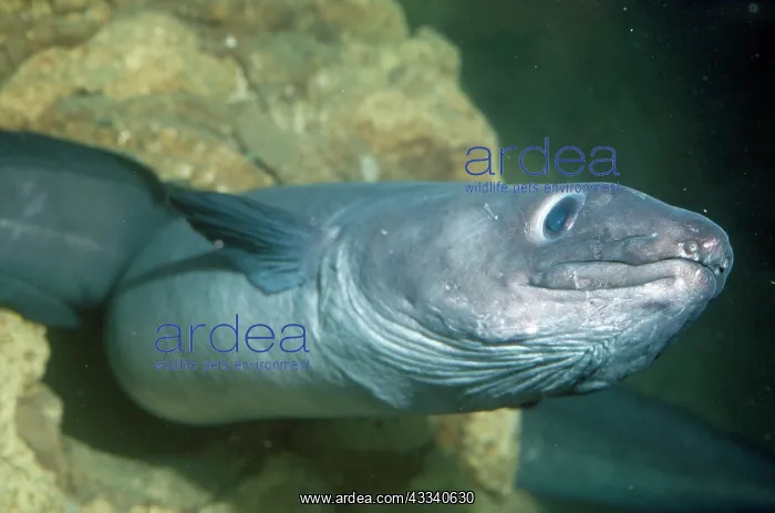  : CONGER EEL